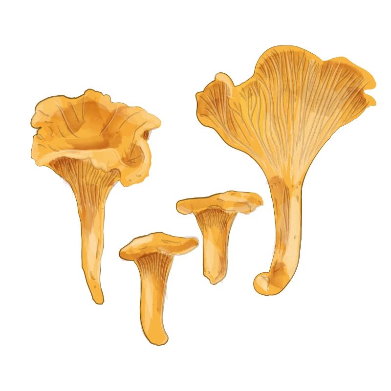 Yellow chanterelles