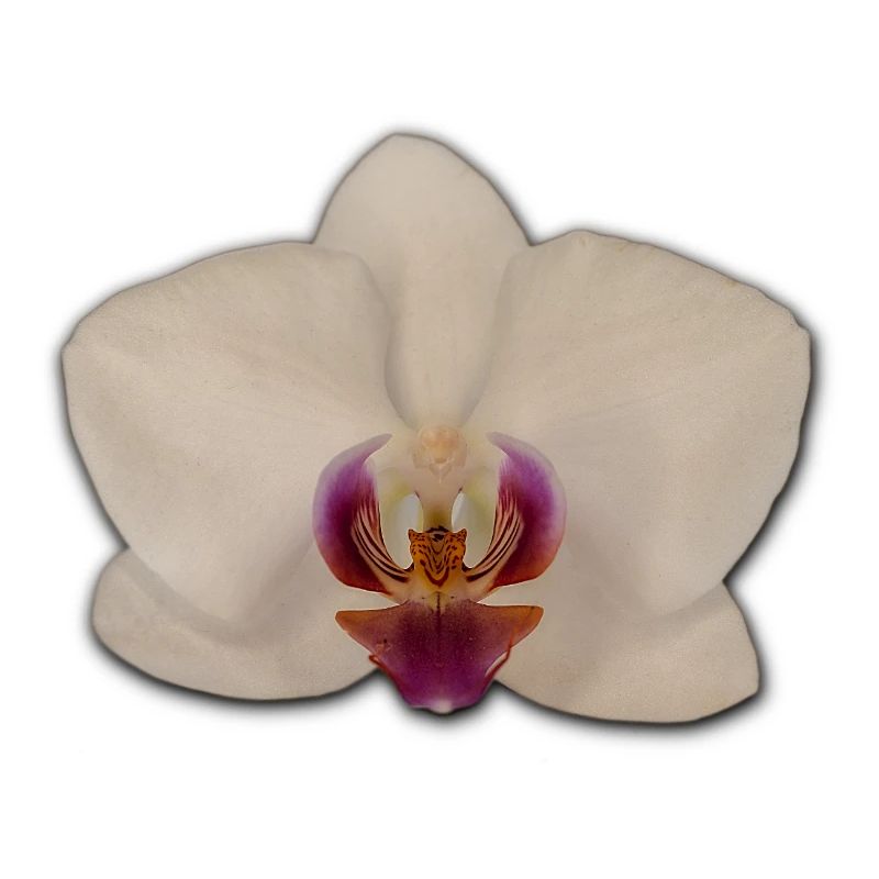 Orchids
