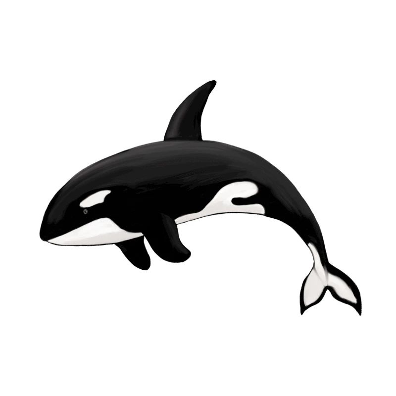 Orca Killerwal Schwertwal Orka