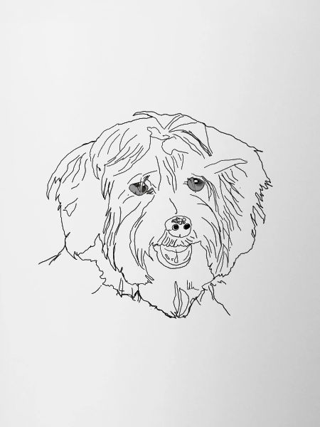 Havanese