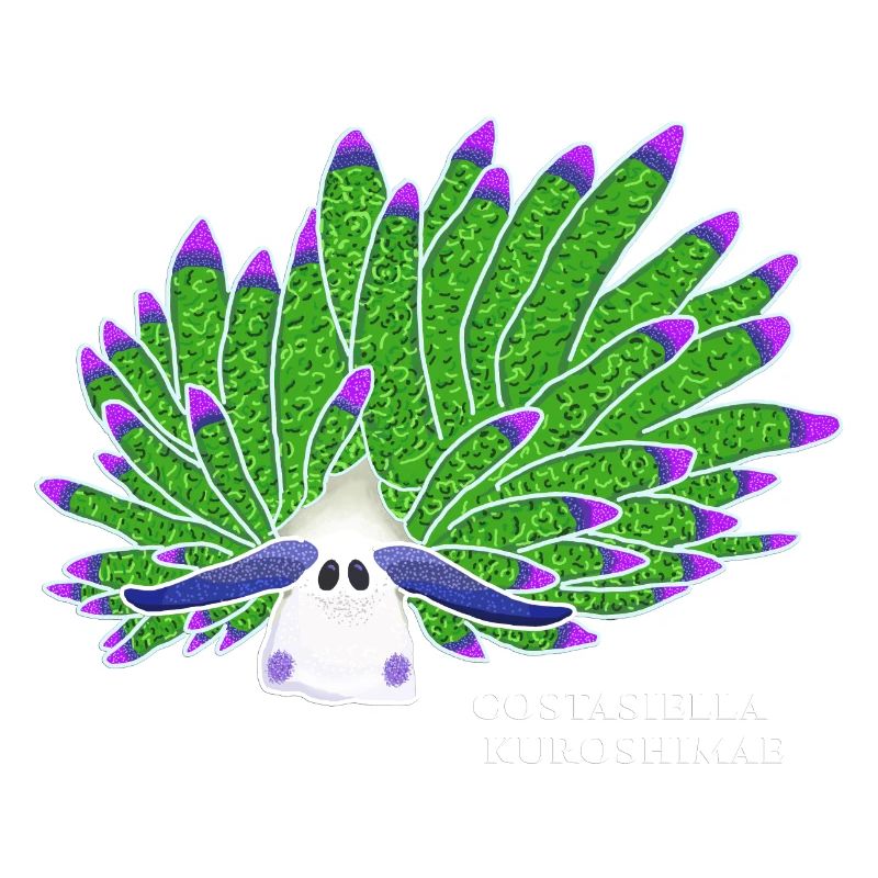 Leaf Sheep Snail, Drawing