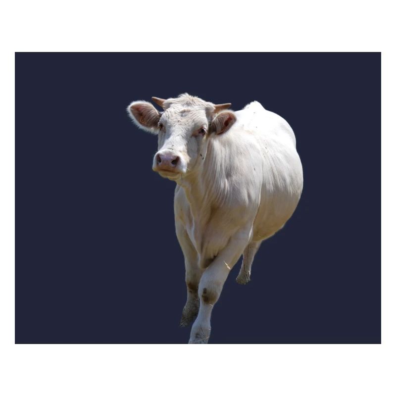 vache vache laitiere