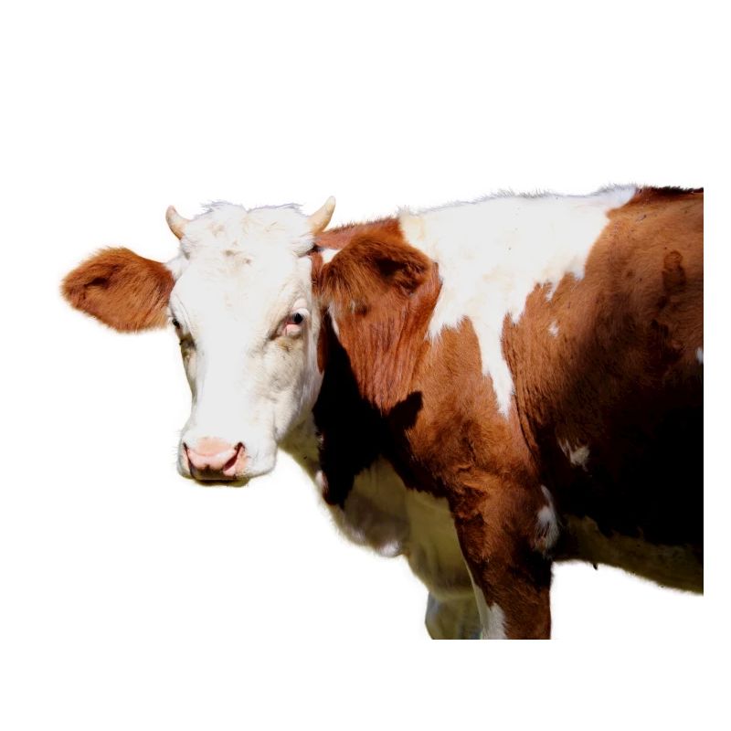 Vache