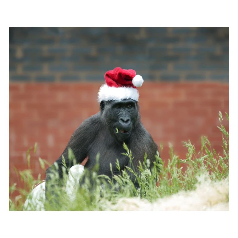 Gorille à Noël