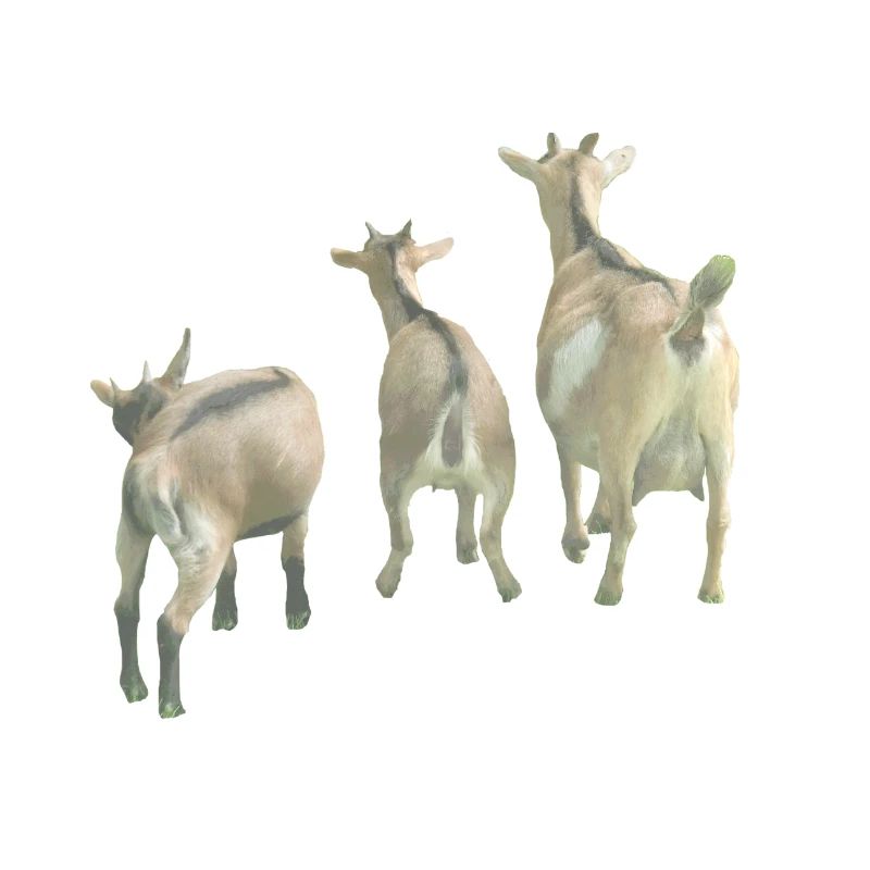 Chèvres de ferme