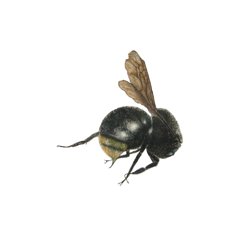 bumblebee