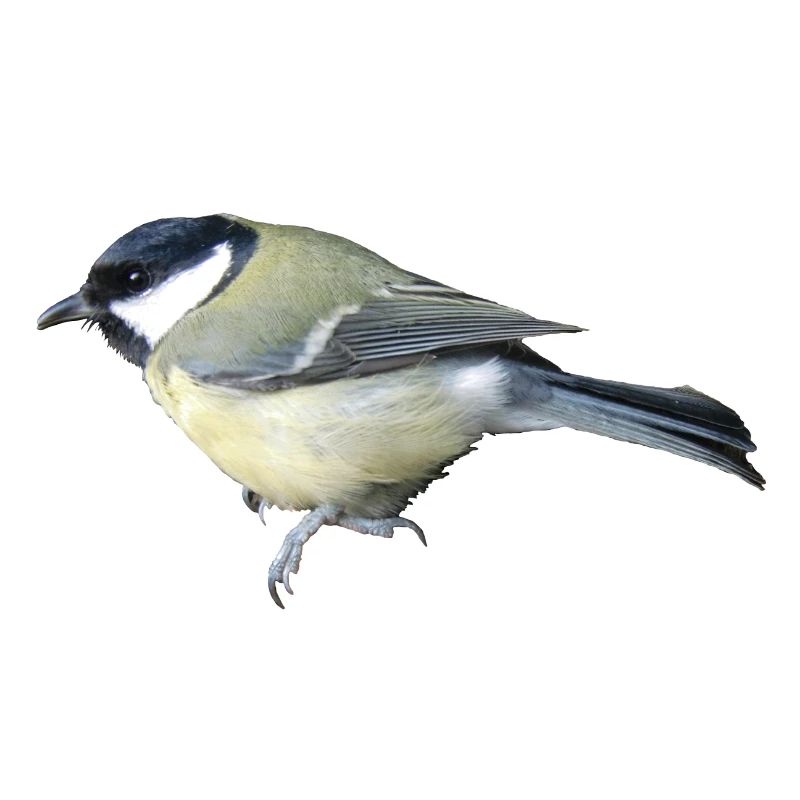 Grand oiseau