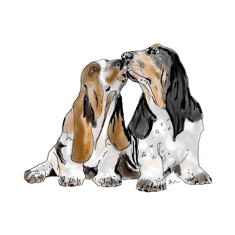 Basset