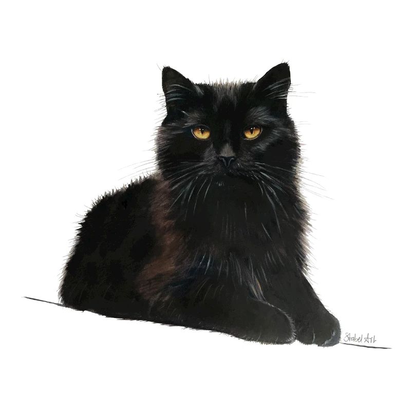 Chat