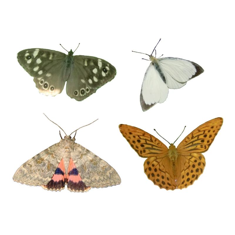 Insects Butterflies