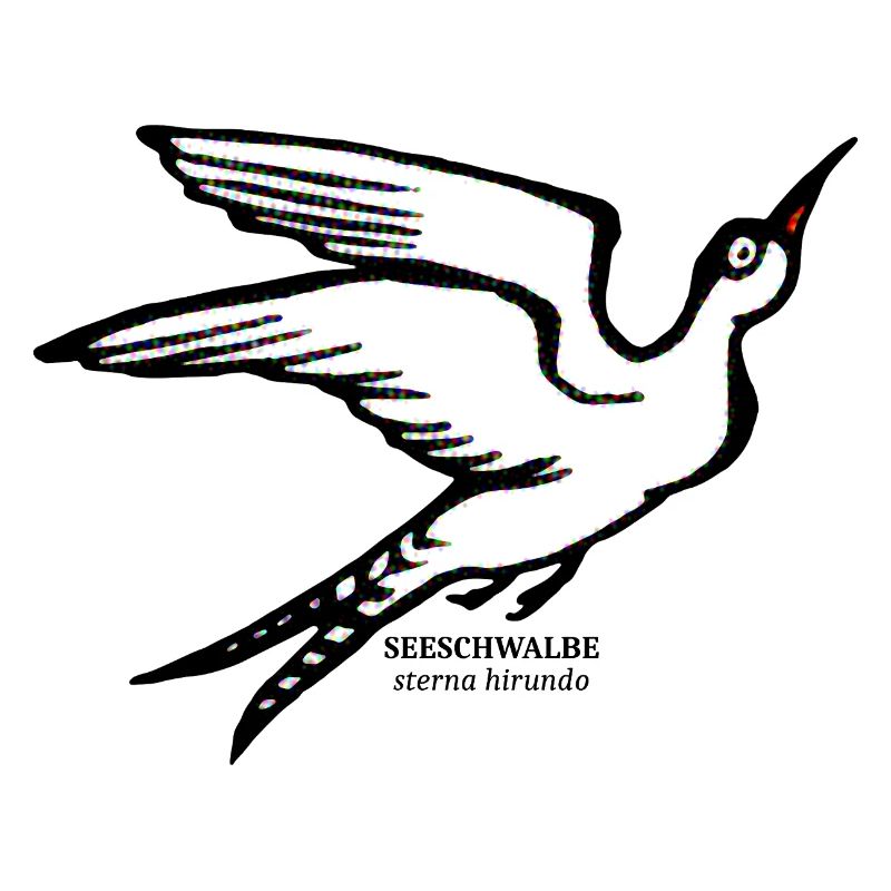 See Schwalbe Sterna hirundo maritim illustration