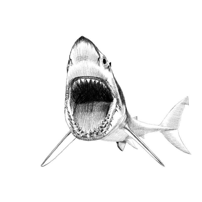 shark