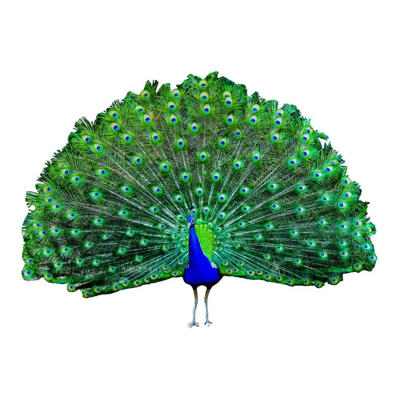 Peacock green, blue