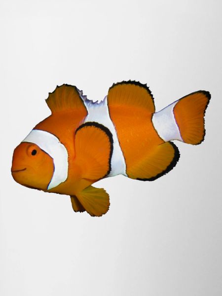 Poissons1