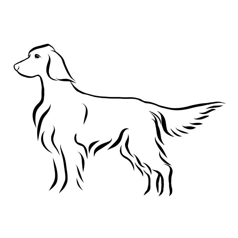 Setter stehend