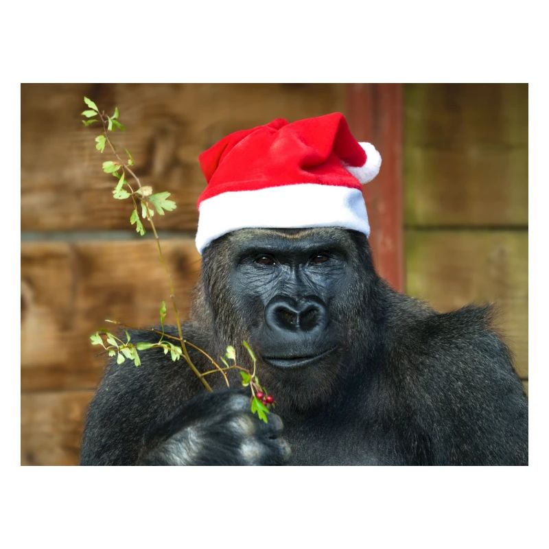 Gorilla Shenanigans Weihnachtsstil