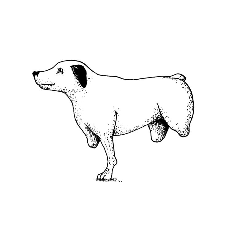 limpingDogBlackWhite