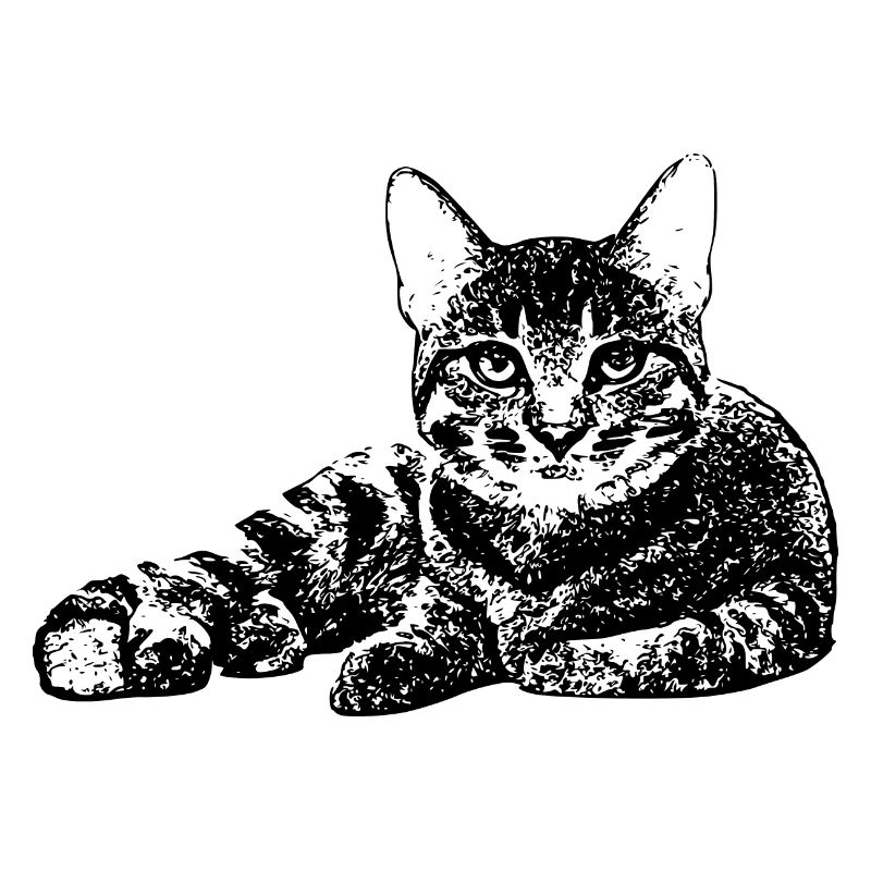 Chat gueule de bois chat kot kat chat