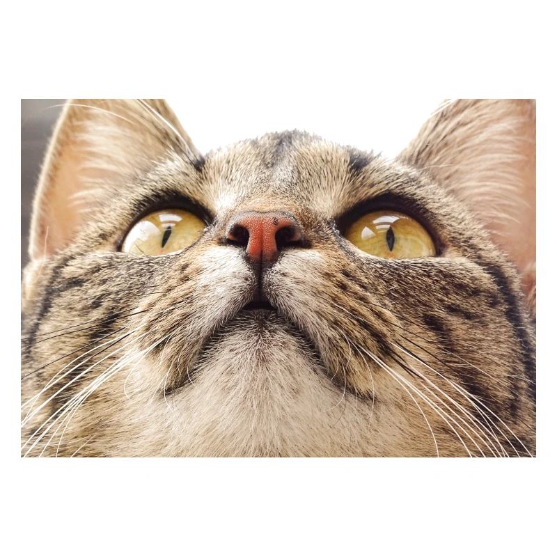 Katzengesicht von Minka