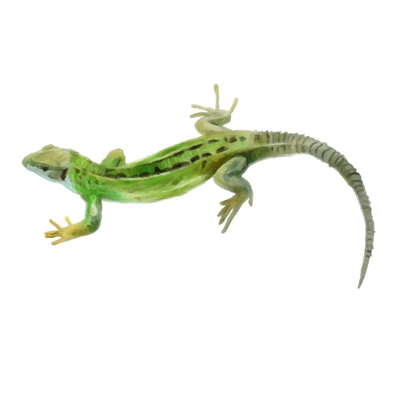 Motif vert gecko