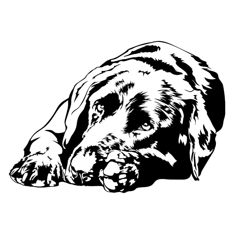 LABRADOR Retriever Labbi Hunde Portrait Wilsigns