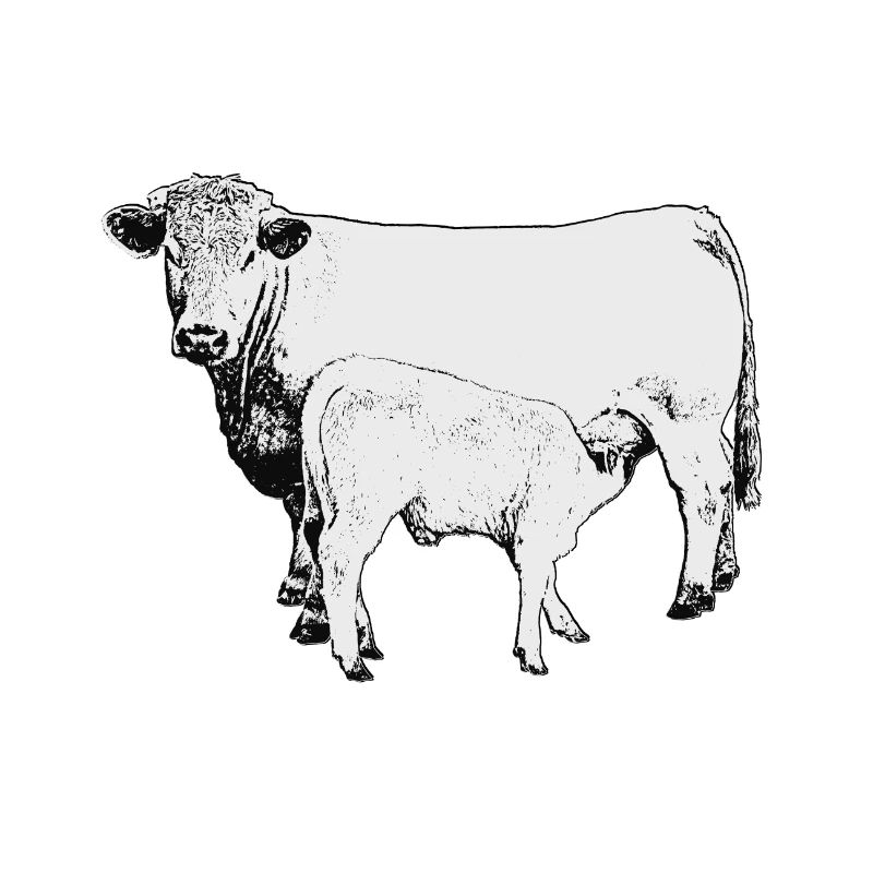 Charolais Rind mit Kalb