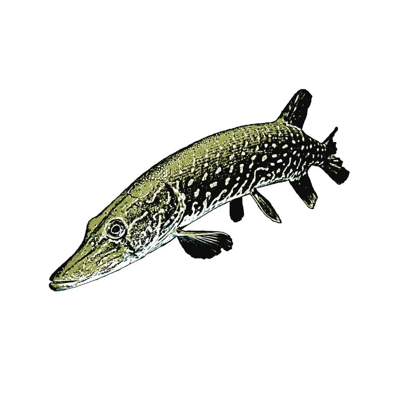 Pike Illustration – Realistic Predator Fish Desig