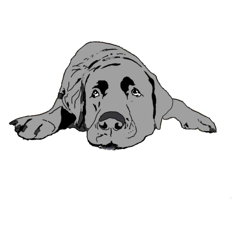 Labrador