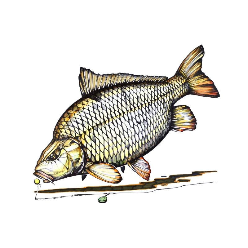Conception courante de la pêche à la carpe