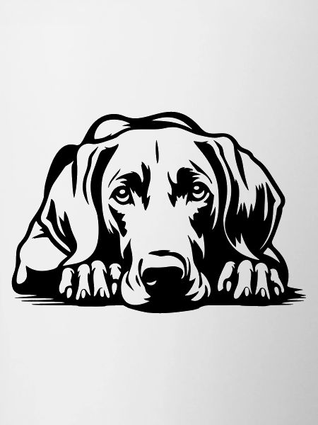 Weimaraner