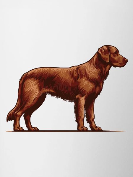 Chesapeake Bay Retriever