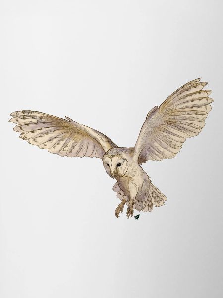 Wunderschöne Schleiereule im Flug