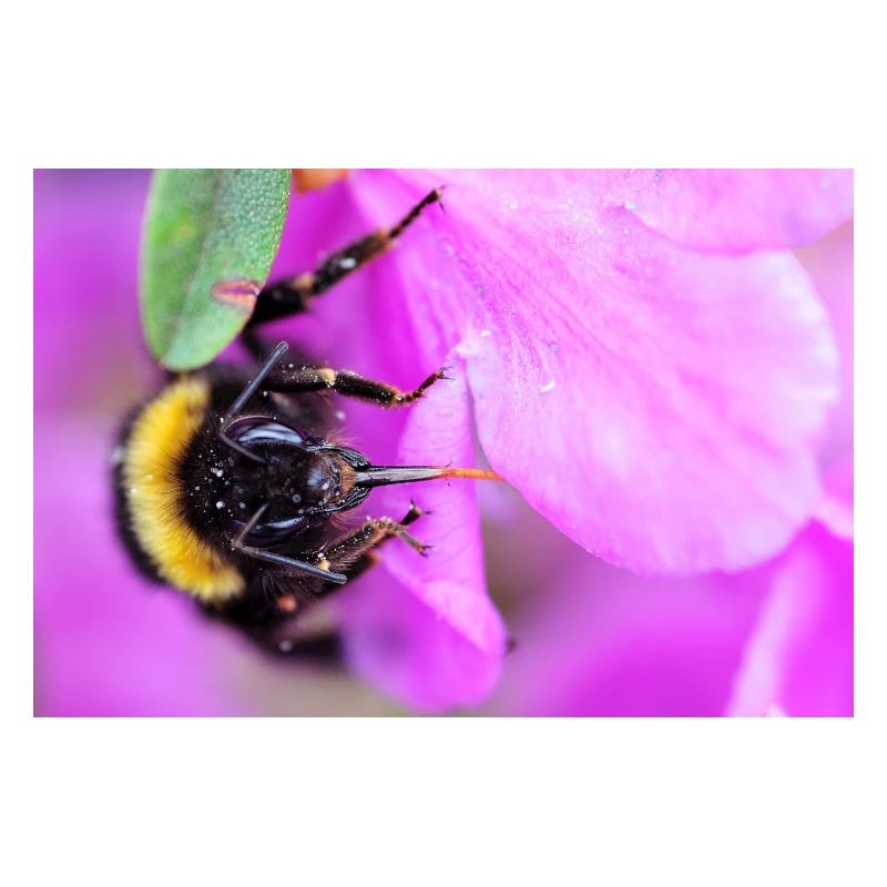 Bee on the violet