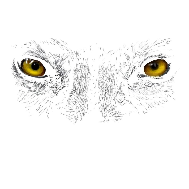 Wolf eyes