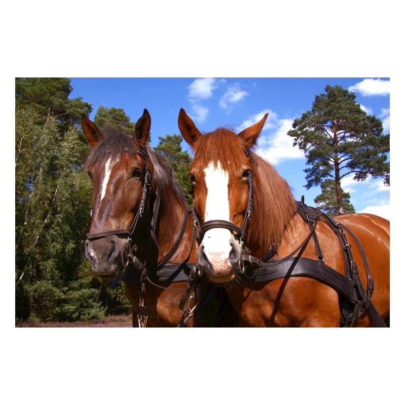 Équipe de chevaux