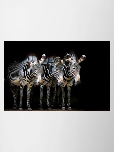 three zebras
