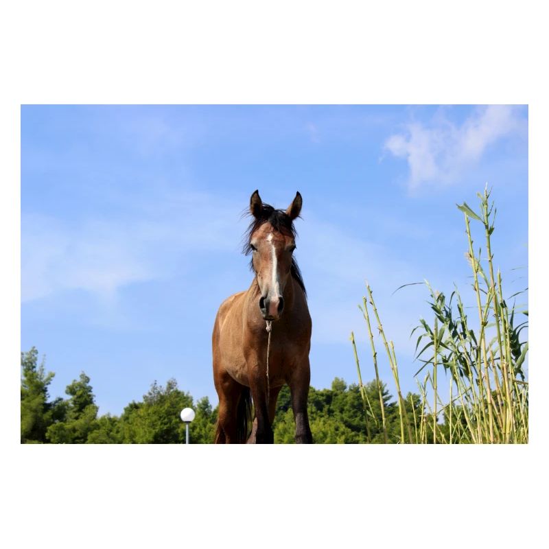 Affiche Cheval Cheval