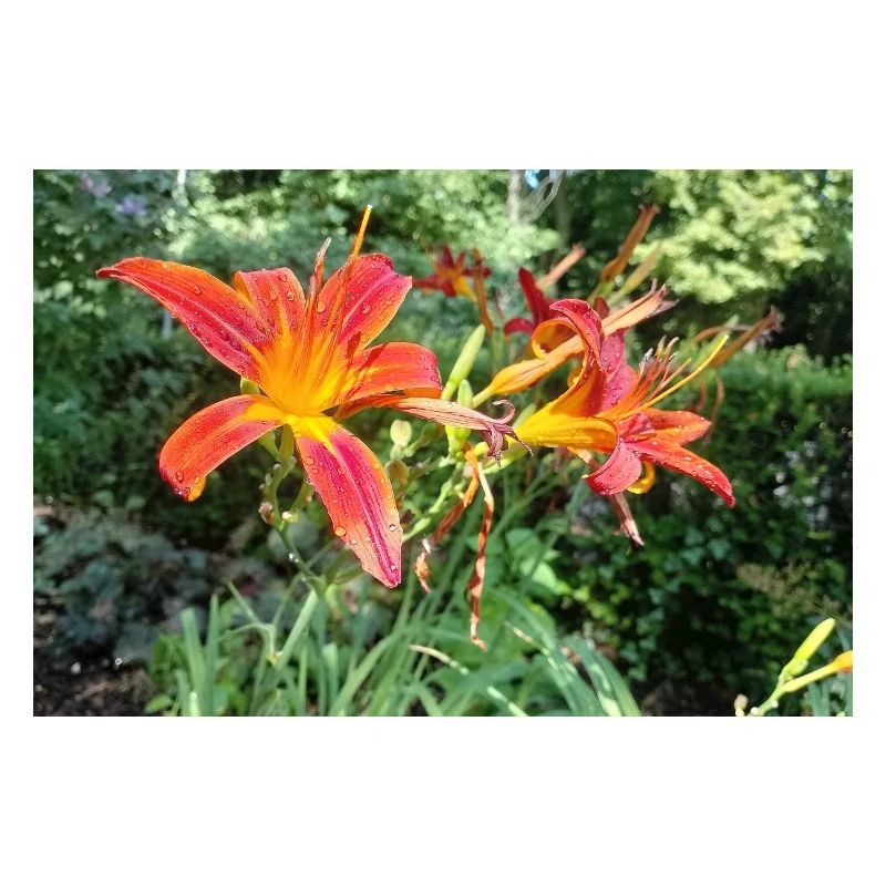 RED LILY WITH MORNING DEW