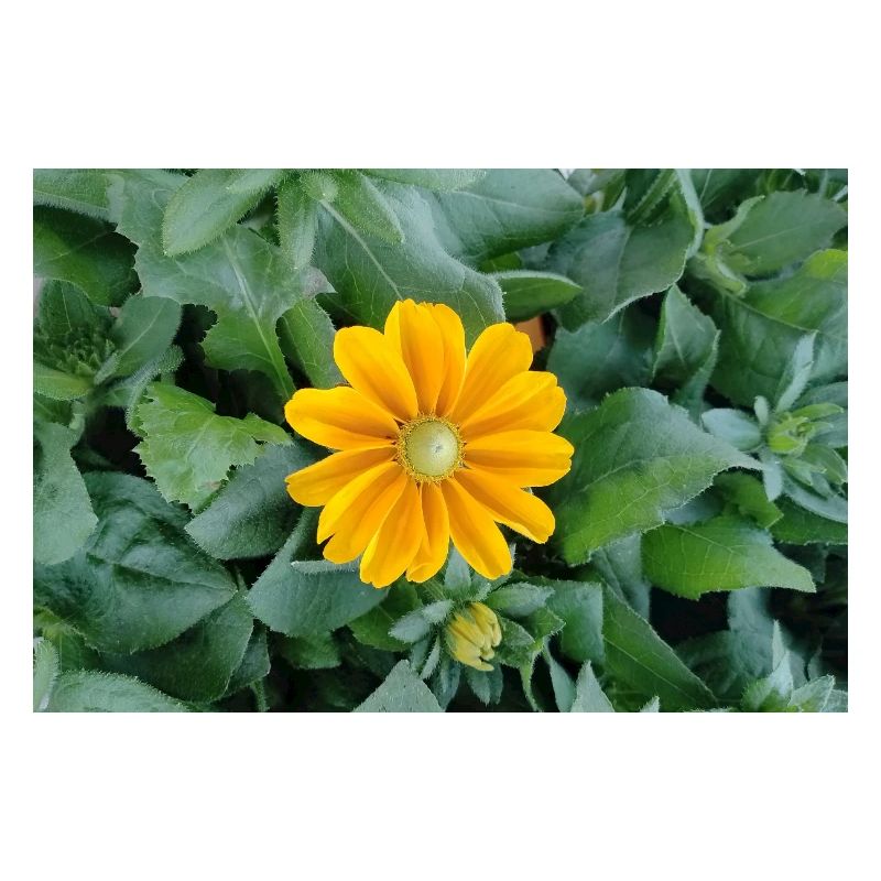 Yellow ray bloom