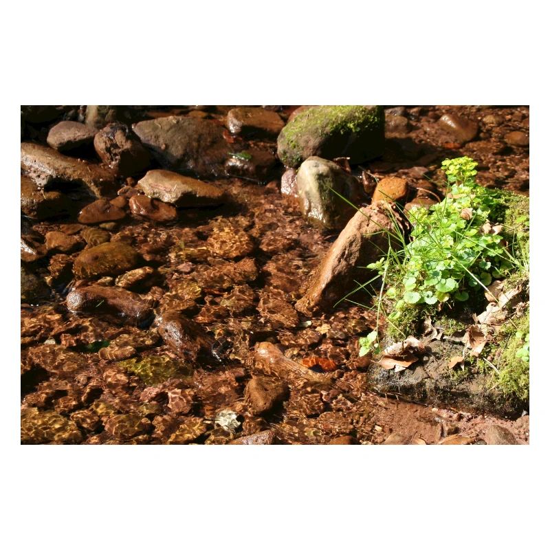 Kleiner Waldbach am Stein
