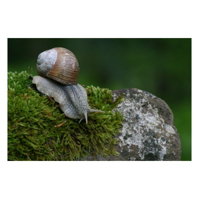 Snail on moss rock