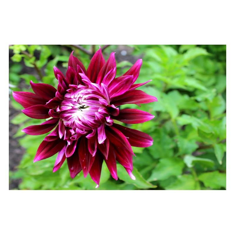 Dahlia, Fleur, Fleur Rouge