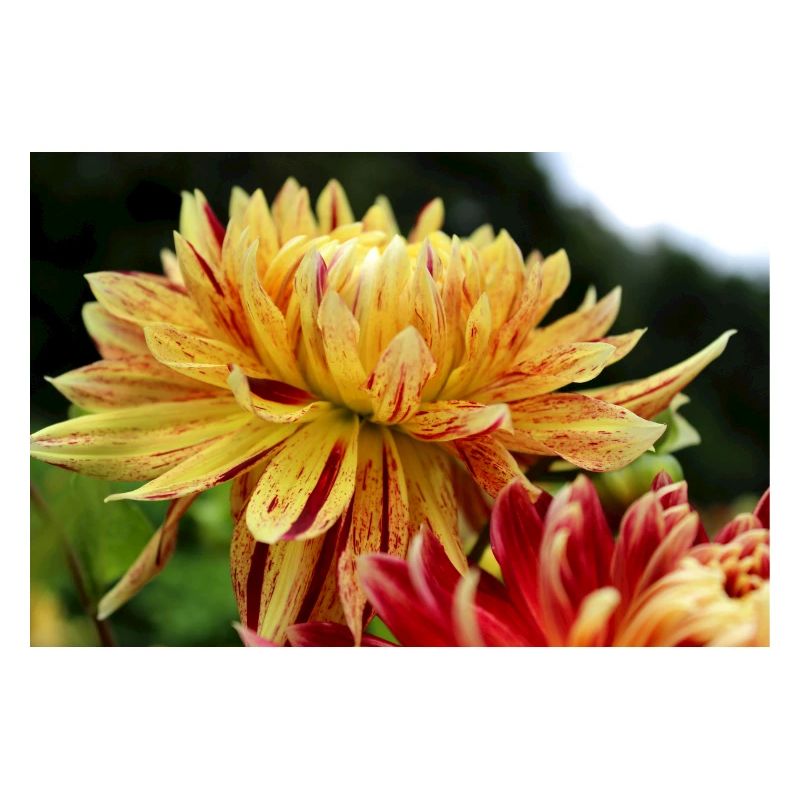 Dahlia fleur jaune, fleur