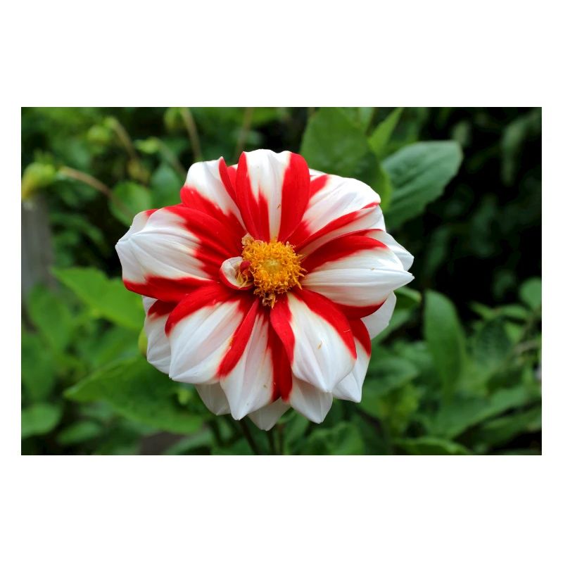 Dahlia blanc rouge fleur, fleur
