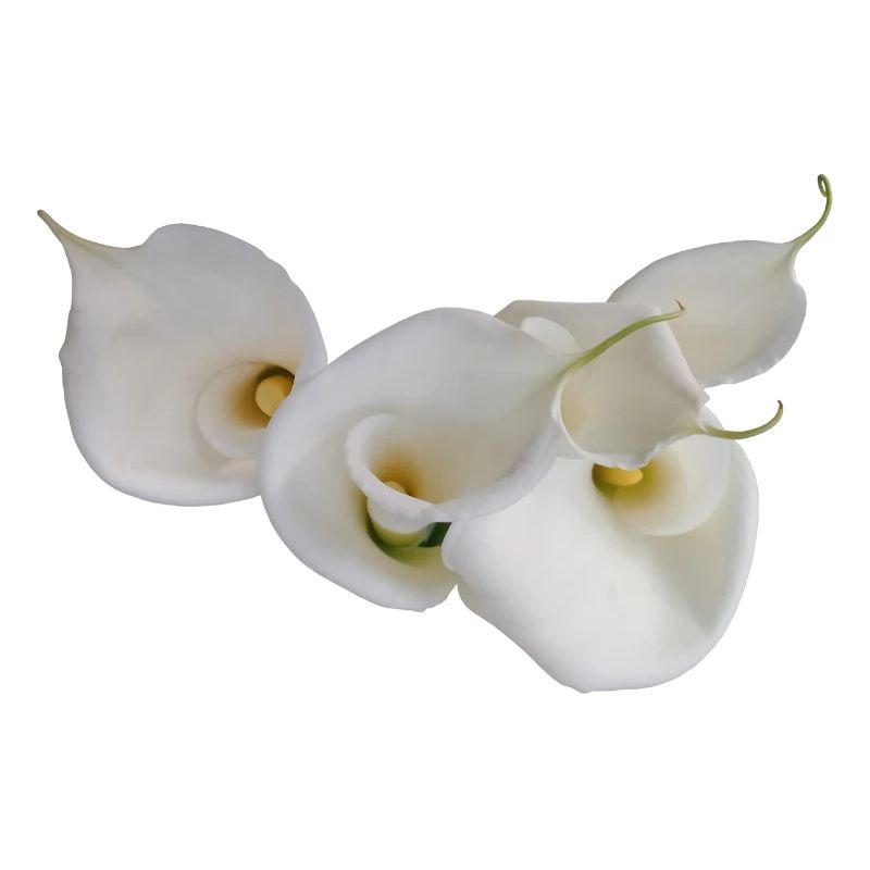 CALLAS BLANCS