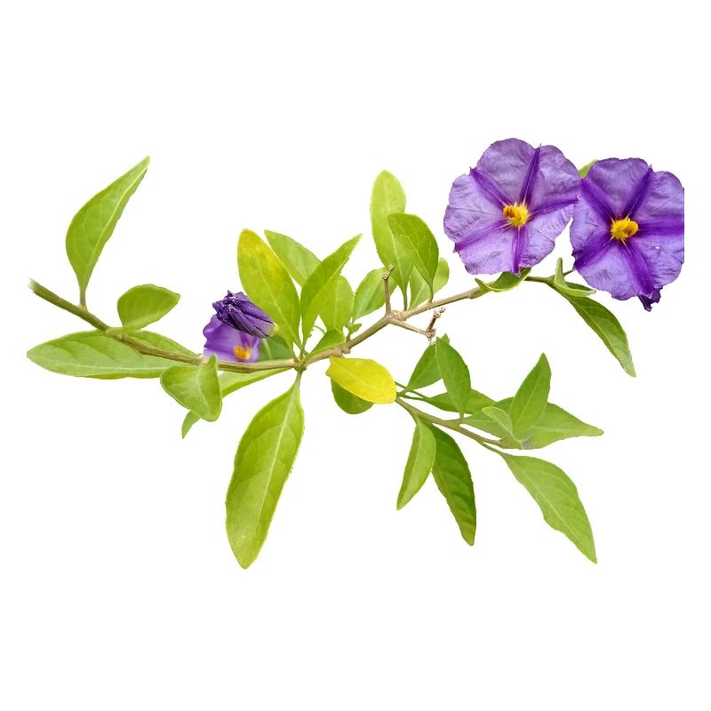 GENTIAN