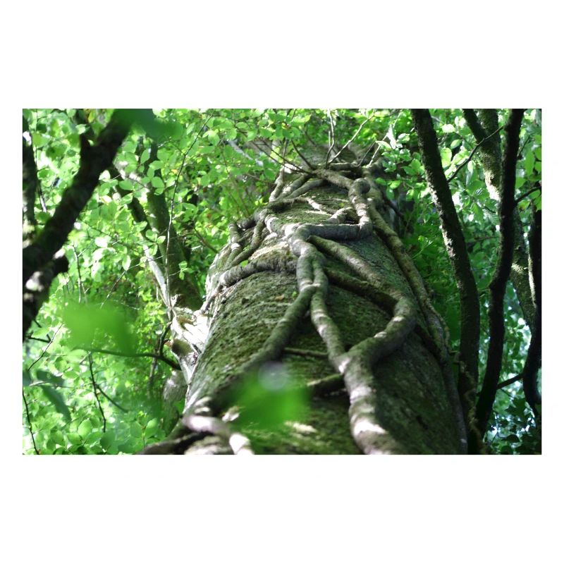 Low-angle beech and ivy landscape