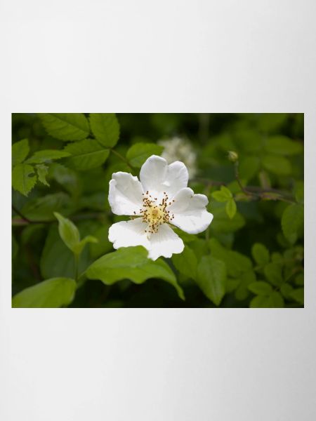 Feld-Rose