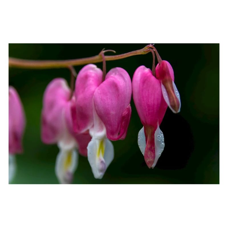 Le cœur fleurit dans la rosée