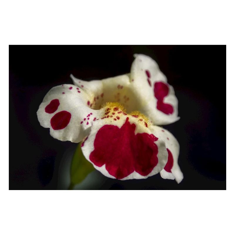 Weiße Blüte mit Rubinflecken